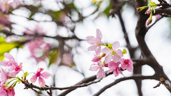 <i>Prunus lannesiana</i> ‘Kawazu-zakura’ (Prunus lannesiana)